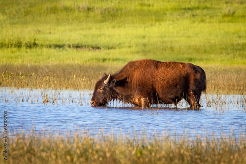 young Bison wading in a pond