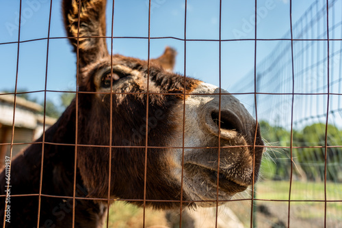 close-up of a donkey's snout behind a net looking with a funny expression toward the camera with a suspicious eye photo