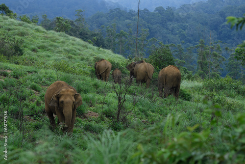 Photography asian elephant on green mountains
