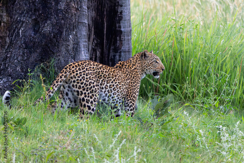 Leopard female in the green season. She was looking around for prey in the Okavango Delta in Botswana  