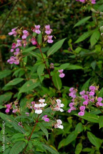 Drüsiges Springkraut // Himalayan balsam (Impatiens glandulifera) photo