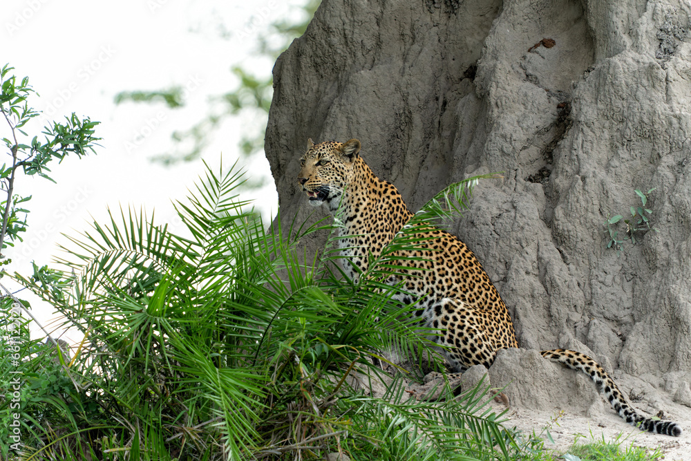 Obraz premium Leopard female in the green season. She was hiding at a termite hill and looking around for prey in the Okavango Delta in Botswana