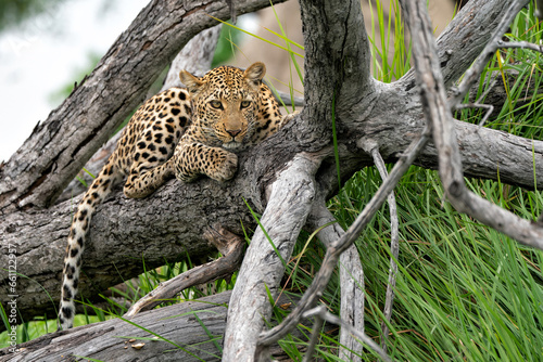 Leopard female in a tree in the green season. She was in a tree and looking around for prey in the Okavango Delta in Botswana  