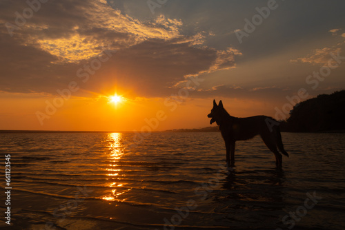 Dog silhouette watching the sunset in the sea