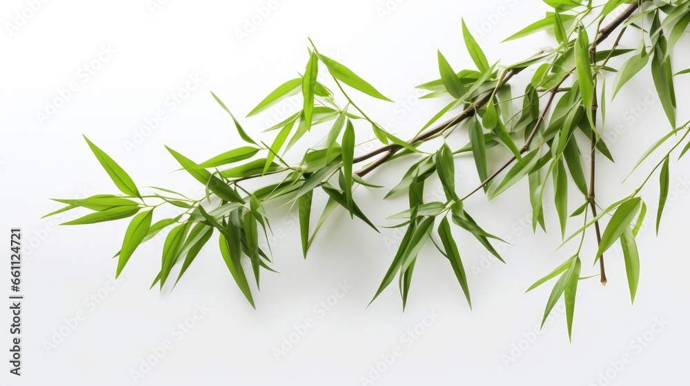 Fototapeta premium Nature's Beauty: Lush, vibrant bamboo showcasing its organic splendor on a clean white backdrop