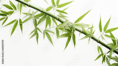 Nature's Beauty: Lush, vibrant bamboo showcasing its organic splendor on a clean white backdrop
