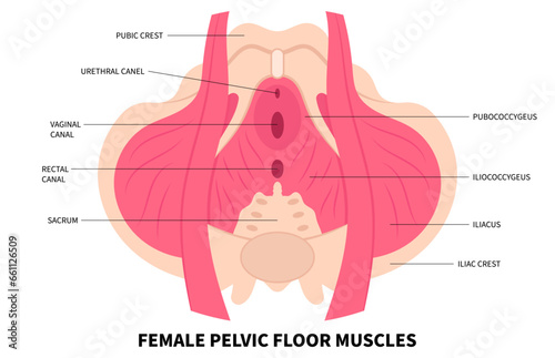 Pelvic floor muscles weakness anatomy and reproductive system the training for constipation