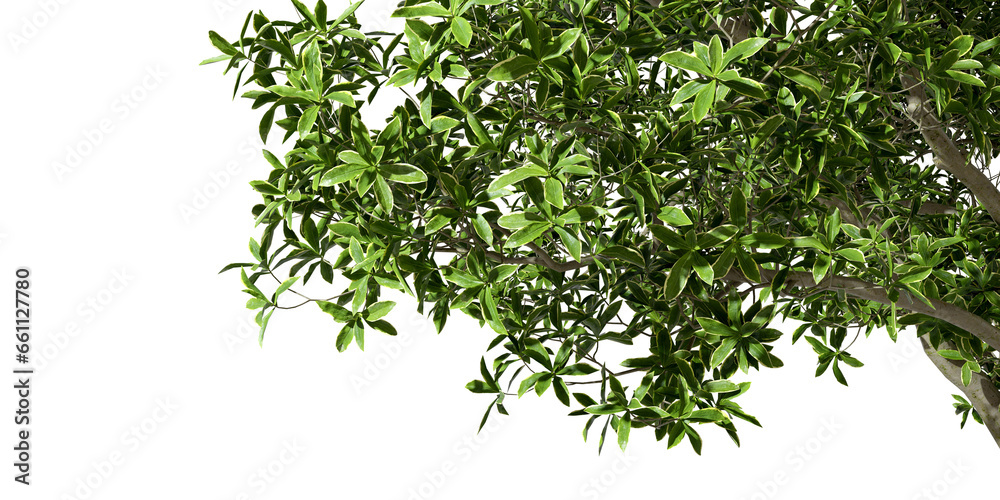 Woods tree branches leafs environment foreground isolated transparent background 3d render png Woods tree branches leafs environment foreground isolated transparent background 3d render png