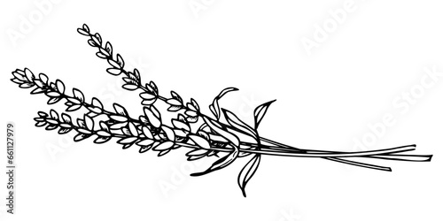 Bouquet of Lavender Flowers. Hand drawn vector illustration of Provence herbs on isolated background. Drawing for greeting cards or wedding invitations in line art style. Engraved floral sketch.