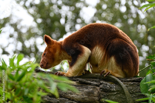 A Goodfeloow tree Kangaroo photo