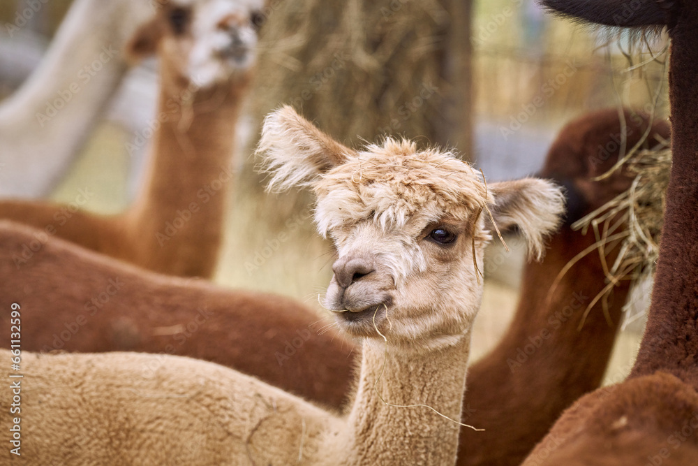 Obraz premium Farm petting zoo llamas and alpacas cute eating hay outdoors