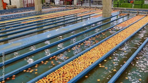 Pools for Washing Harvested Apples; Apple Washing And Transportation in Water Line In Food Industry.