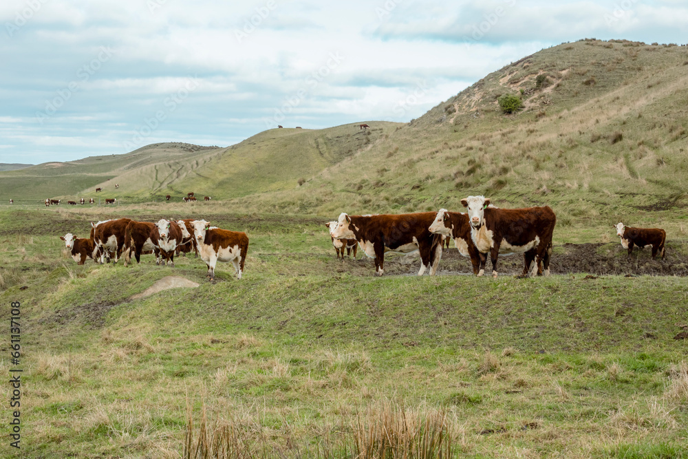 Photograph of cows in an agricultural field on King Island