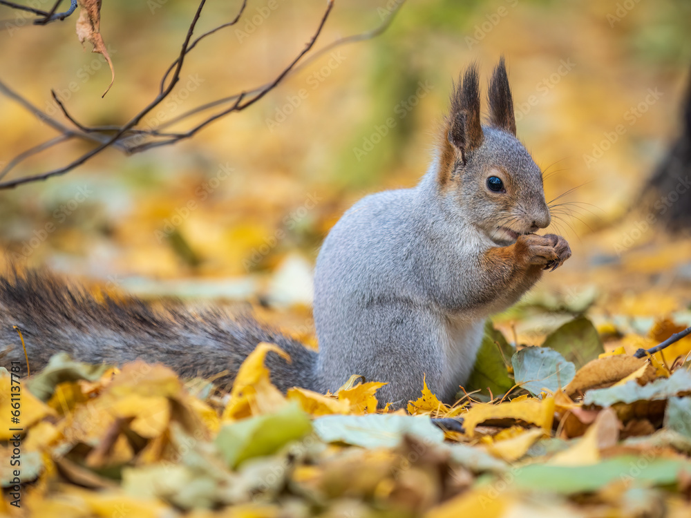Autumn squirrel with nut sits on green grass with fallen yellow leaves