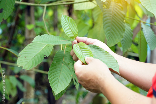 Kratom is a medicinal plant. The scientific name is Mitragyna speciosa (Roxb.) Korth. Each variety is different in the color of the leaf veins. Thailand is found to be red stem varieties.   photo
