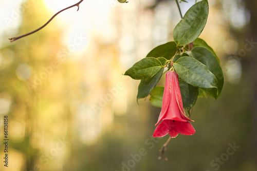 Typical chilean flower, copihue in the wild photo