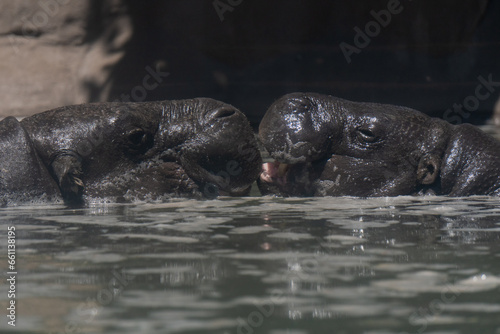 hippopotamus (Hippopotamus amphibius) swimming in the water 