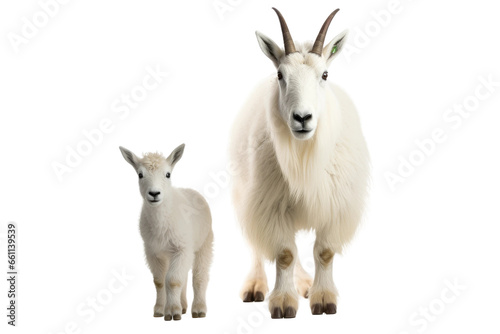 Mountain Goat Family Scene on isolated background