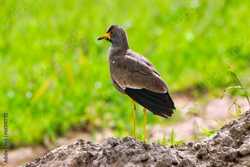 African Wattled Lapwing near safari trails in Maasai Mara, Kenya, Africa