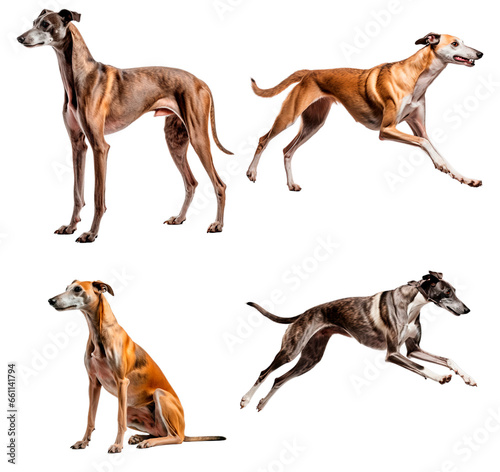 Greyhound (Standing, Running, Sitting, Jumping)