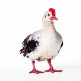 Muscovy duck bird isolated on white background.