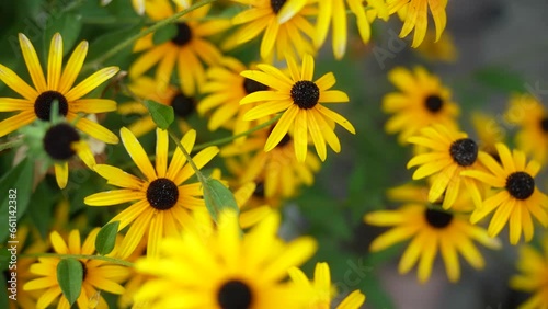 Rudbeckia hirta - yellow flower plant photo