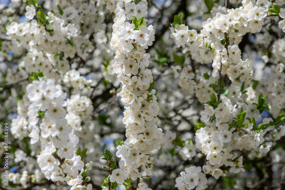 Prunus domestica italica greengages plums tree in bloom, beautiful rich flowering branches in springtime Prunus domestica italica greengages plums tree in bloom, beautiful rich flowering branches in springtime