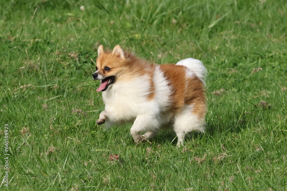The Fox Face Pomeranian is a part of the Pomeranian breed The Fox Face Pomeranian is a part of the Pomeranian breed