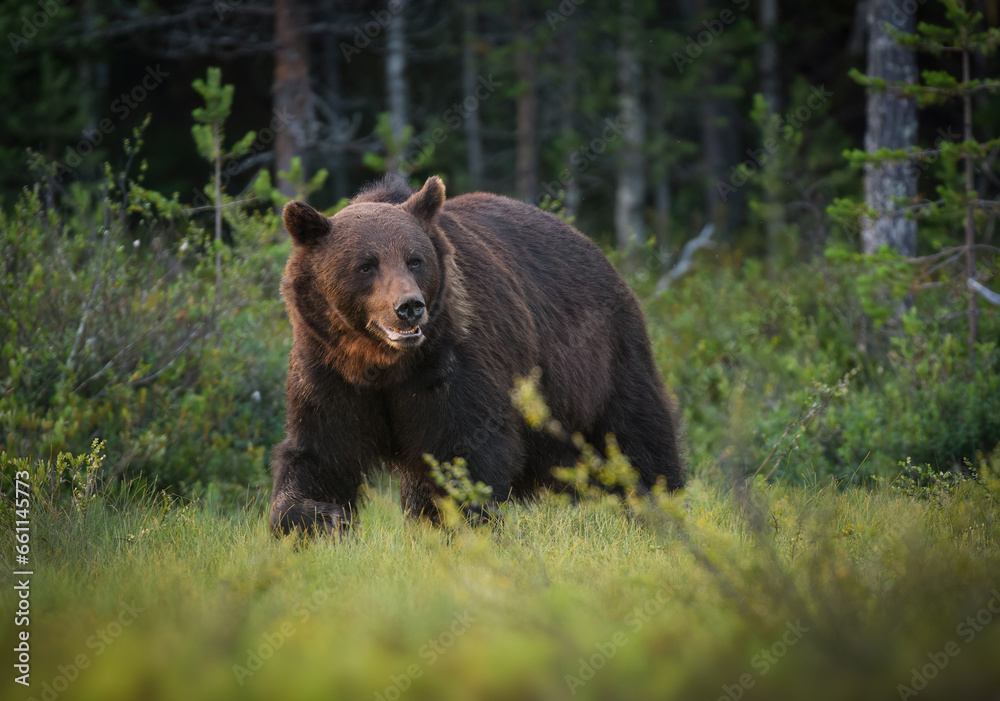 Wild brown bear ( Ursus arctos )