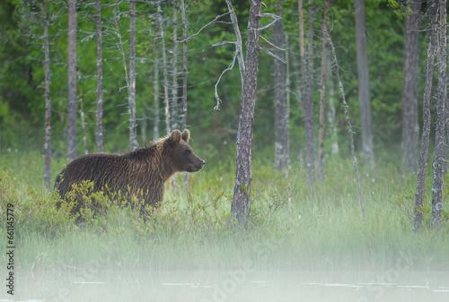Wild brown bear   Ursus arctos  