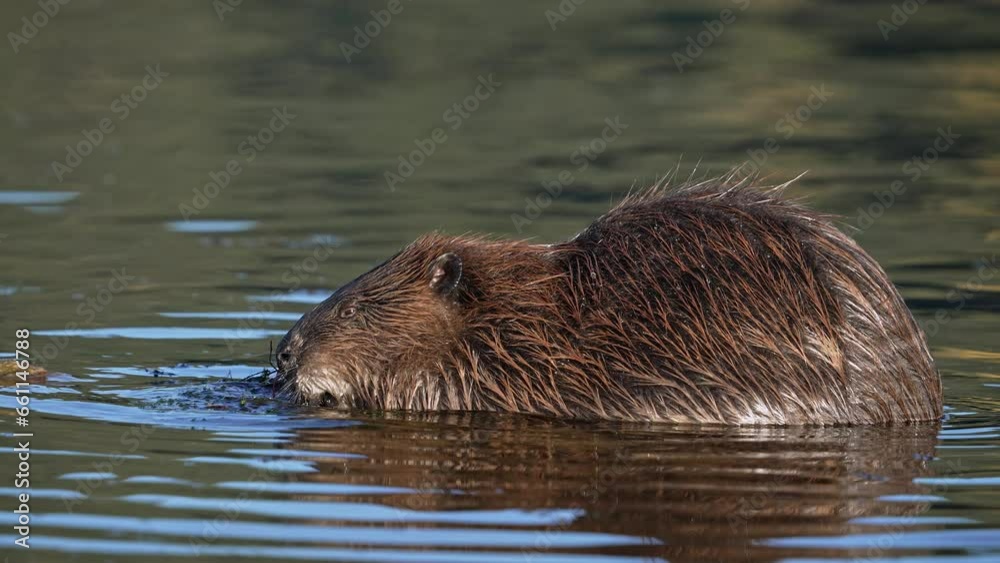 Beaver eating moss at the bank of the Snake River in Wyoming. Beaver eating moss at the bank of the Snake River in Wyoming.