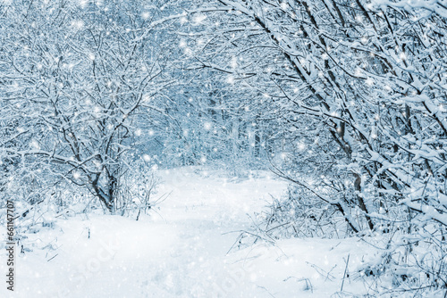 Winter forest with snow-covered trees during a snowfall