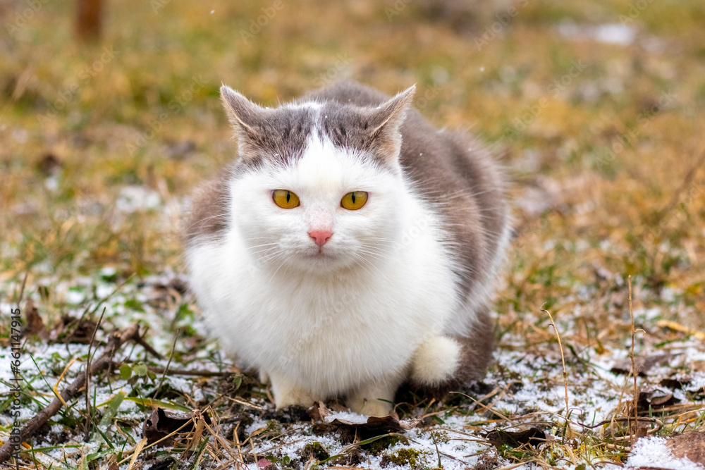 A white spotted cat sits in the garden on the grass lightly covered with snow A white spotted cat sits in the garden on the grass lightly covered with snow