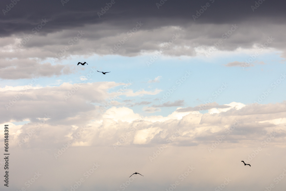 Birds Flying Through Stormy Clouds and Open Sun Patch With Blue