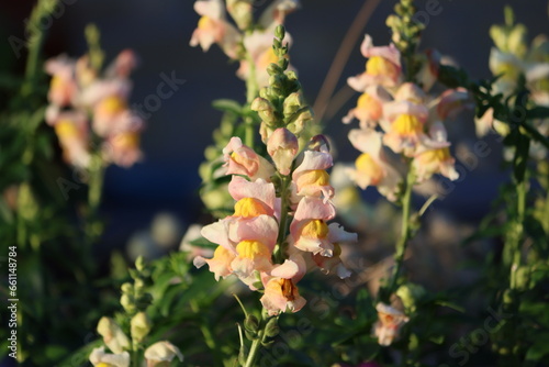 Antirrhinum is a genus of plants commonly known as dragon flowers or snapdragons because of the flowers' fancied resemblance to the face of a dragon that opens and closes its mouth when laterally. © Andrii