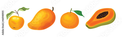Fresh Orange Organic Fruit and Garden Cultivar Vector Set