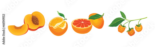 Fresh Orange Organic Fruit and Garden Cultivar Vector Set