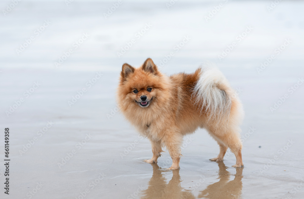 dog on the beach dog on the beach