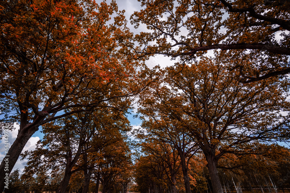 Autumn landscape road with colorful trees . Great oak alley.Autumn foliage when observed from below. Autumn landscape road with colorful trees . Great oak alley.Autumn foliage when observed from below.