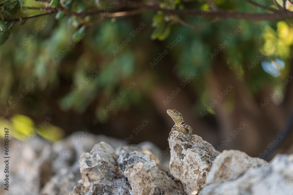 A large wild lizard on a rock.