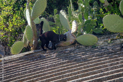 black cat walks on the roof next to a cactus photo