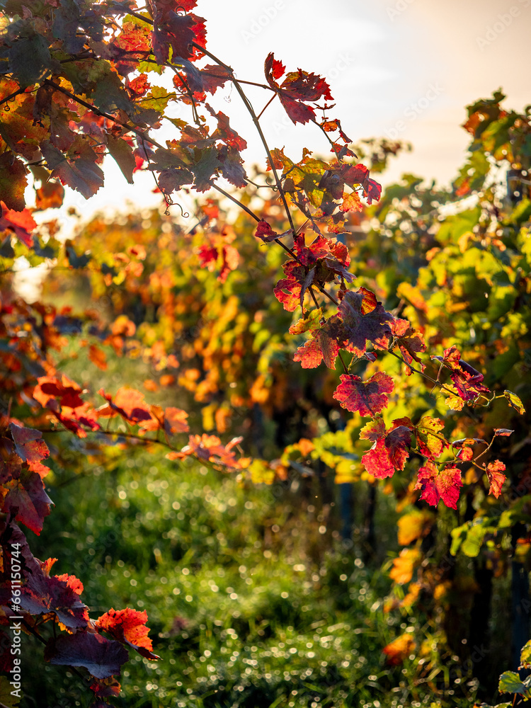 Herbstlich gefärbtes Weinlaub am Weinstock Herbstlich gefärbtes Weinlaub am Weinstock