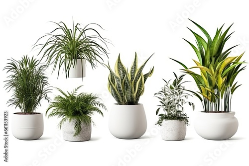 A variety of green potted plants, including succulents, palms, and cacti, adding natural beauty to the home interior.