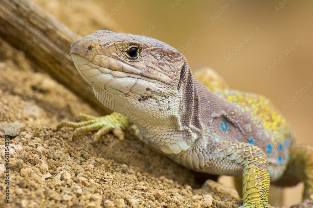 Fototapeta premium Lagarto bético (Timon nevadensis)