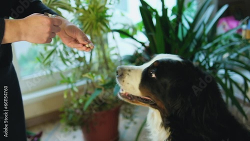 Woman giving pill to cute Bernese mountain dog at home, closeup. Vitamins for animal