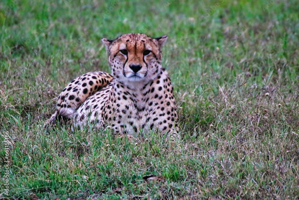 A lone Cheetah waits for his coalition to begin hunting in Maasai Mara, Kenya, Africa A lone Cheetah waits for his coalition to begin hunting in Maasai Mara, Kenya, Africa