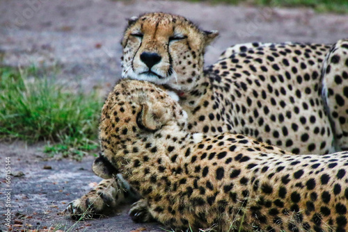 Cheetah Brothers are affectionate and groom each other in Maasai Mara, Kenya, Africa