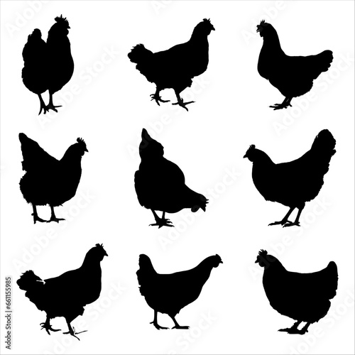 Hen silhouette vector collection. Big set of chicken silhouette icons. Clip art of cock or hen is in different poses isolated on white background.