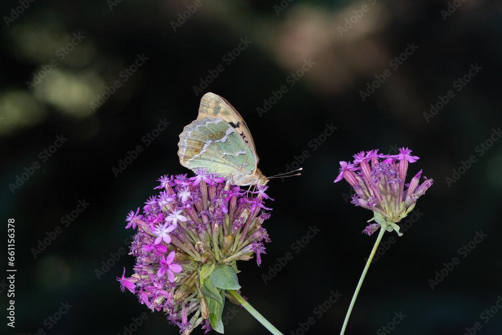 Mediterranean Fritillary (Argynnis pandora) is a butterfly that flies very fast in open terrain. Mediterranean Fritillary (Argynnis pandora) is a butterfly that flies very fast in open terrain.