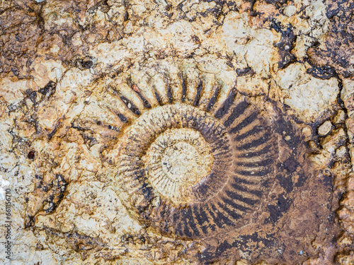 Ammonite fossil trace in Torcal de Antequera, Spain